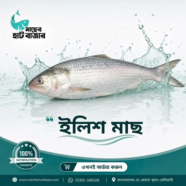 Hilsa Fish – চাঁদপুরের লোকাল ইলিশ