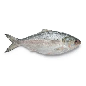 Sea Fish