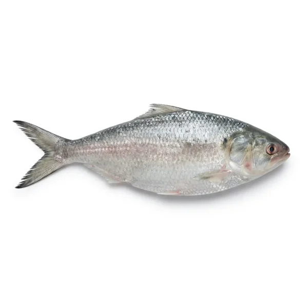 Sea Fish