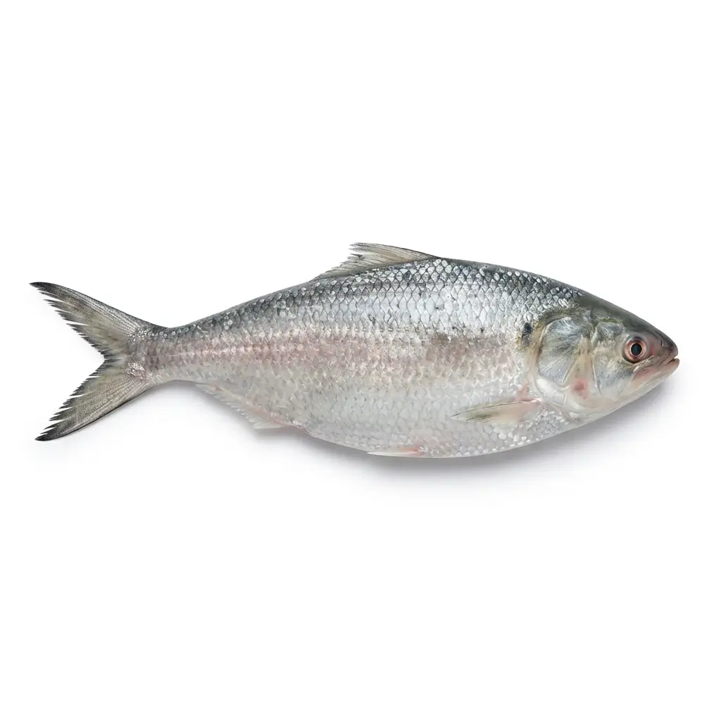 Hilsa Fish Chandpur