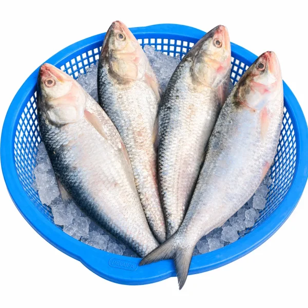 Hilsa Fish – চাঁদপুরের লোকাল ইলিশ