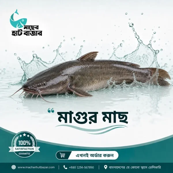 Magur Fish – দেশী মাগুর মাছ