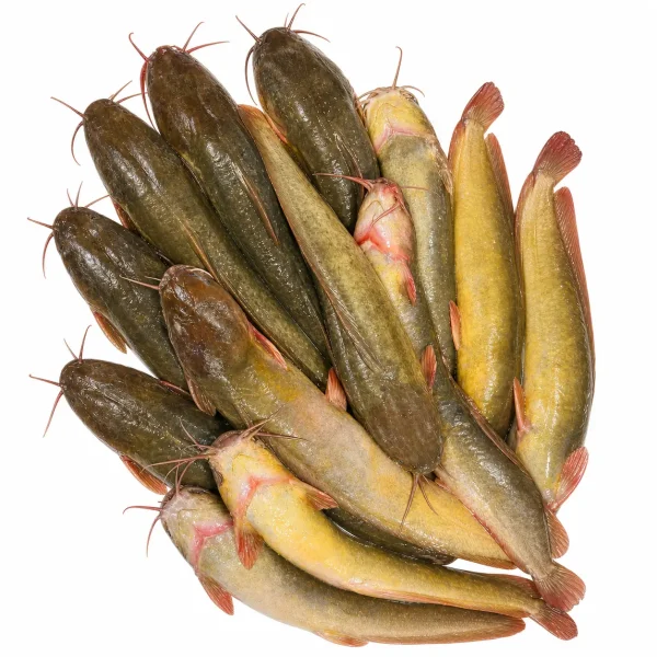 Magur Fish – দেশী মাগুর মাছ