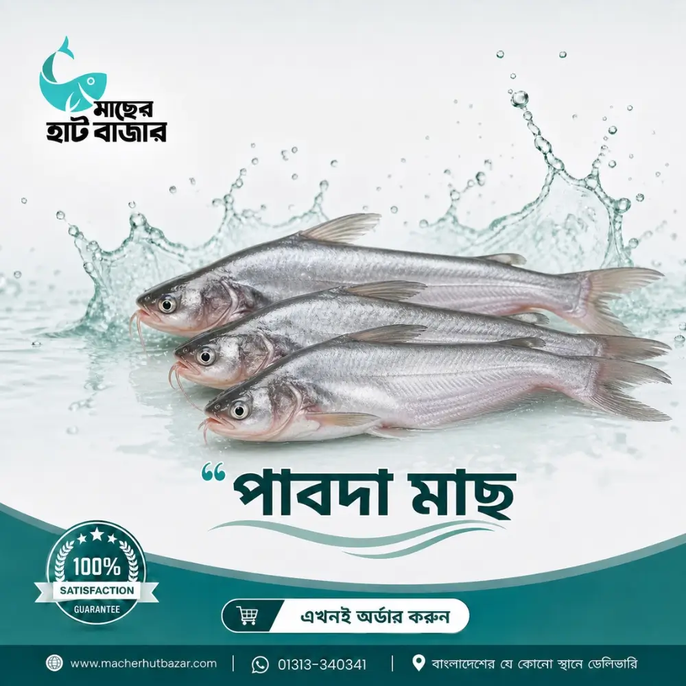 Pabda Fish (Butter Catfish) – 1 Kg – পাবদা মাছ