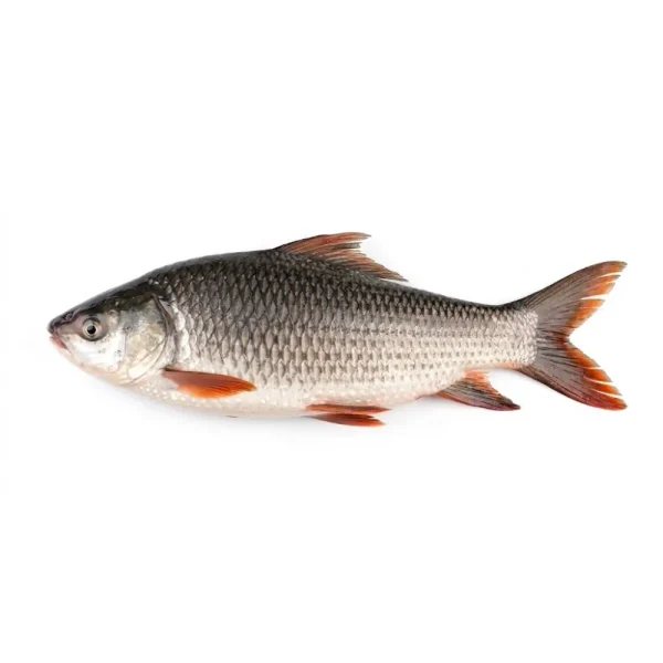 River Fish