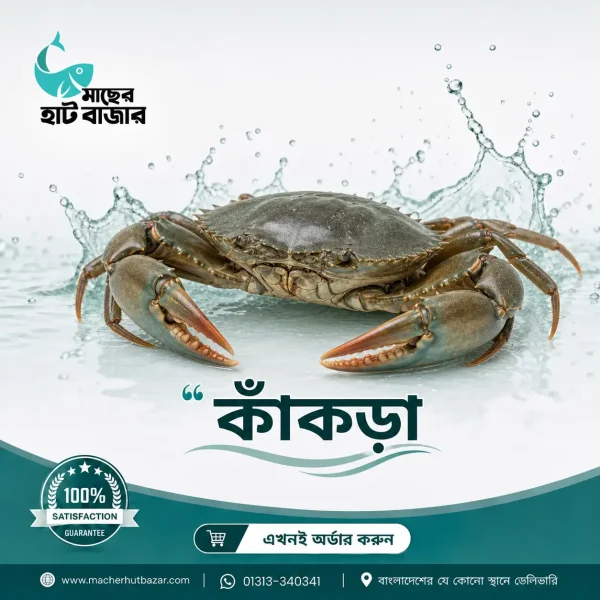 Sea Crab – সাগরের কাঁকড়া